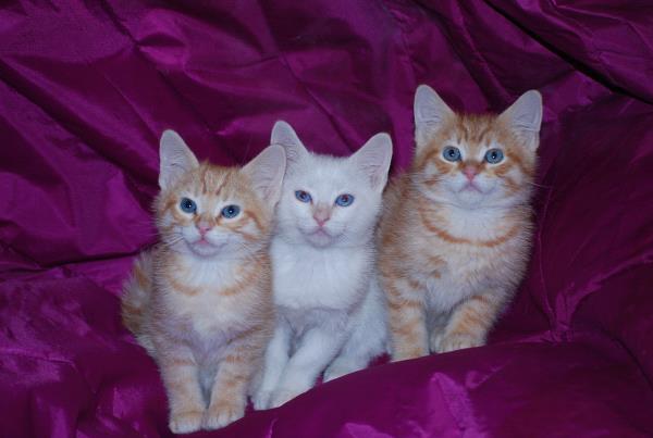 /Images/uploads/Humane Society of Utah/HSU2018/entries/3882thumb.jpg
